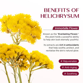 Vigority Helichrysum balm two-pack packaging ready for routine use