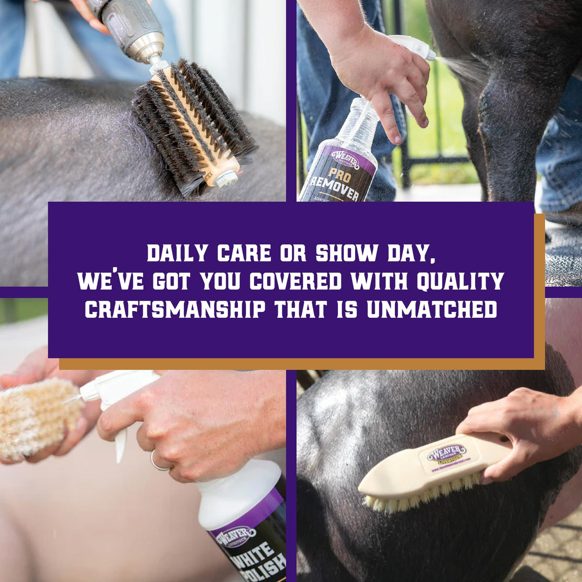 Weaver Livestock Swine Conditioner shows show-ready gloss on red hogs