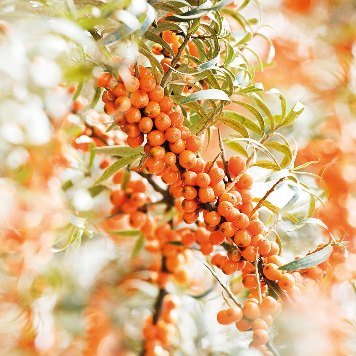 Weleda Body Oil massaged into skin for a soothing, nourishing feel.