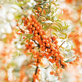 Weleda Body Oil massaged into skin for a soothing, nourishing feel.