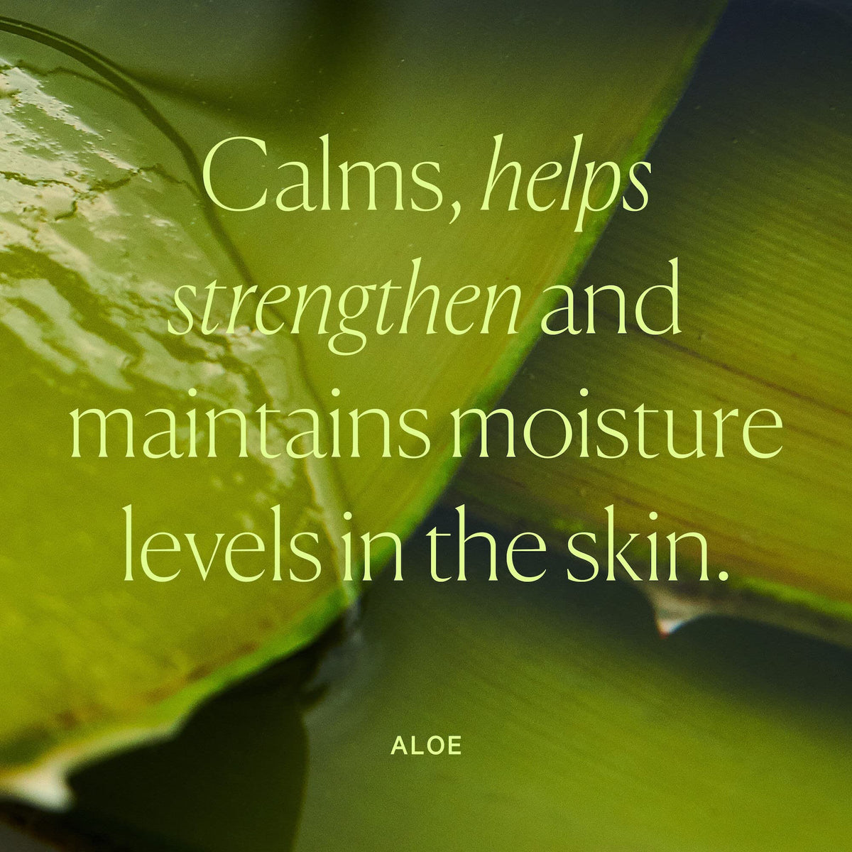 Well People Dewy Juice skin texture closeup suggesting nourished complexion
