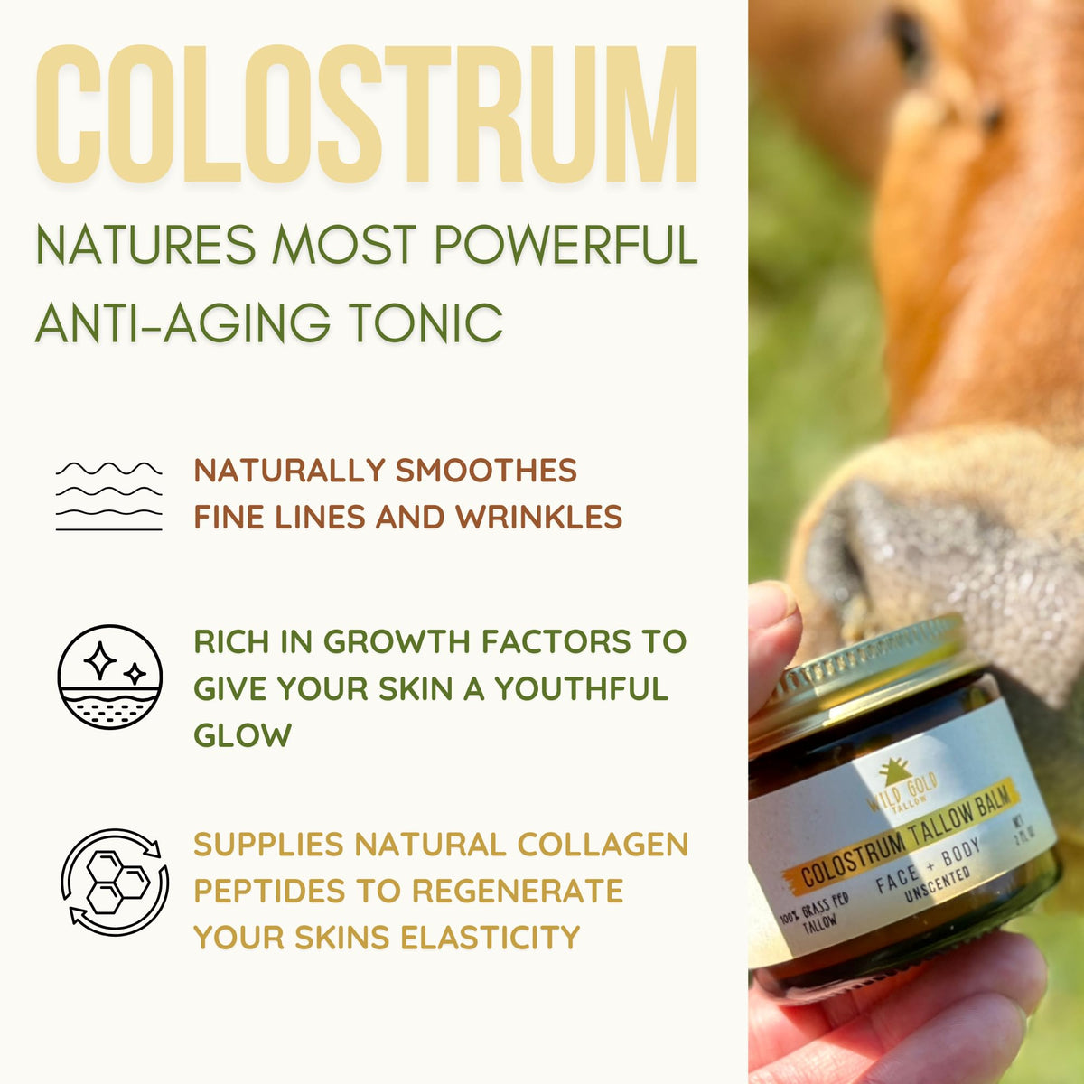 Wild Gold Tallow bottle with rose oil emphasizes premium scent and daily hydration.