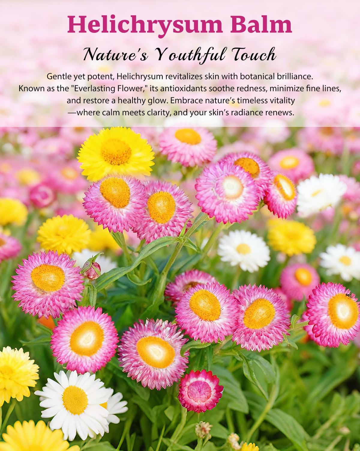 XUEBEIK Helichrysum Balm compact jar ideal for travel.