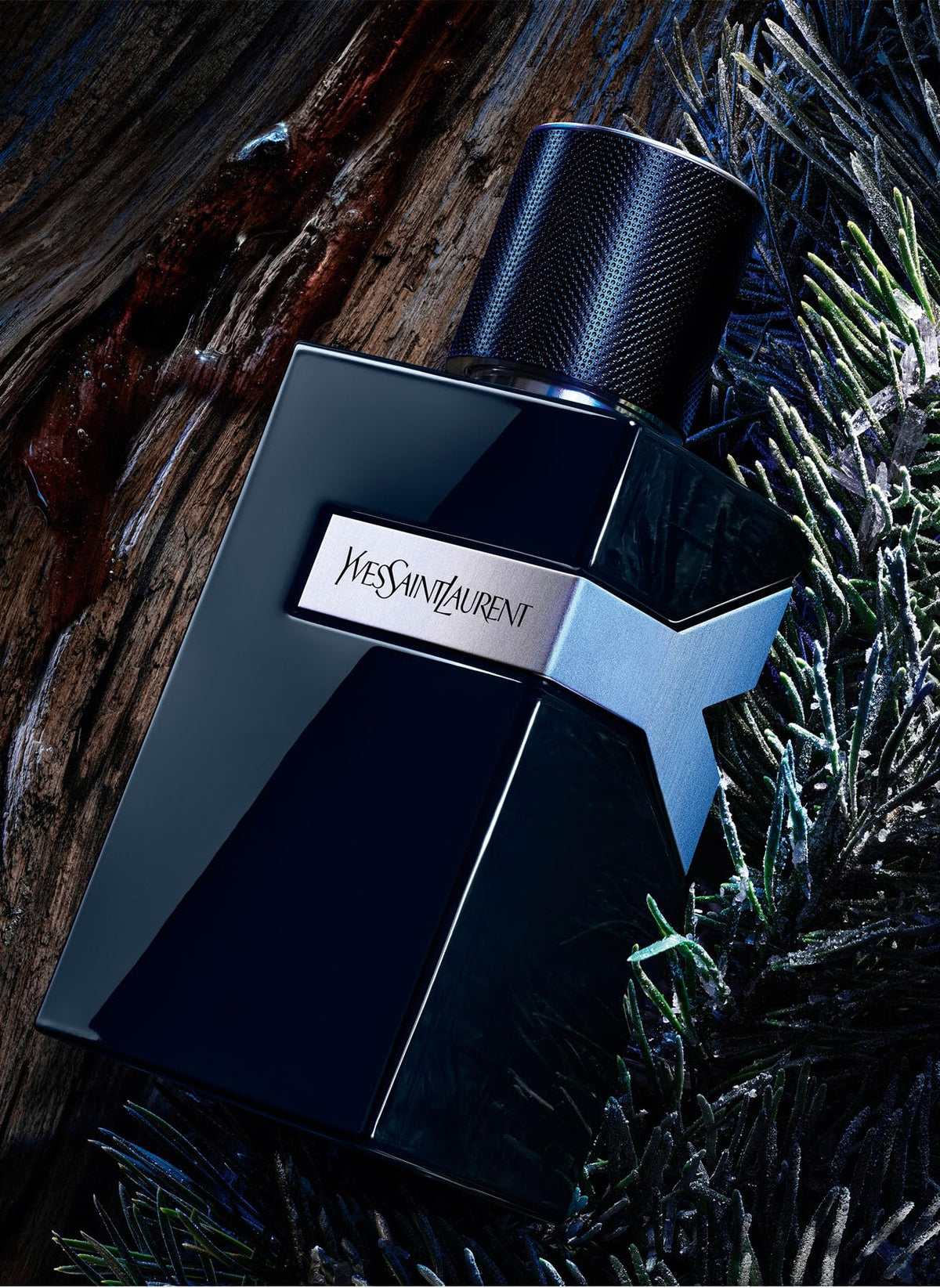 Illustration of top notes ginger and bergamot suggesting bright opening